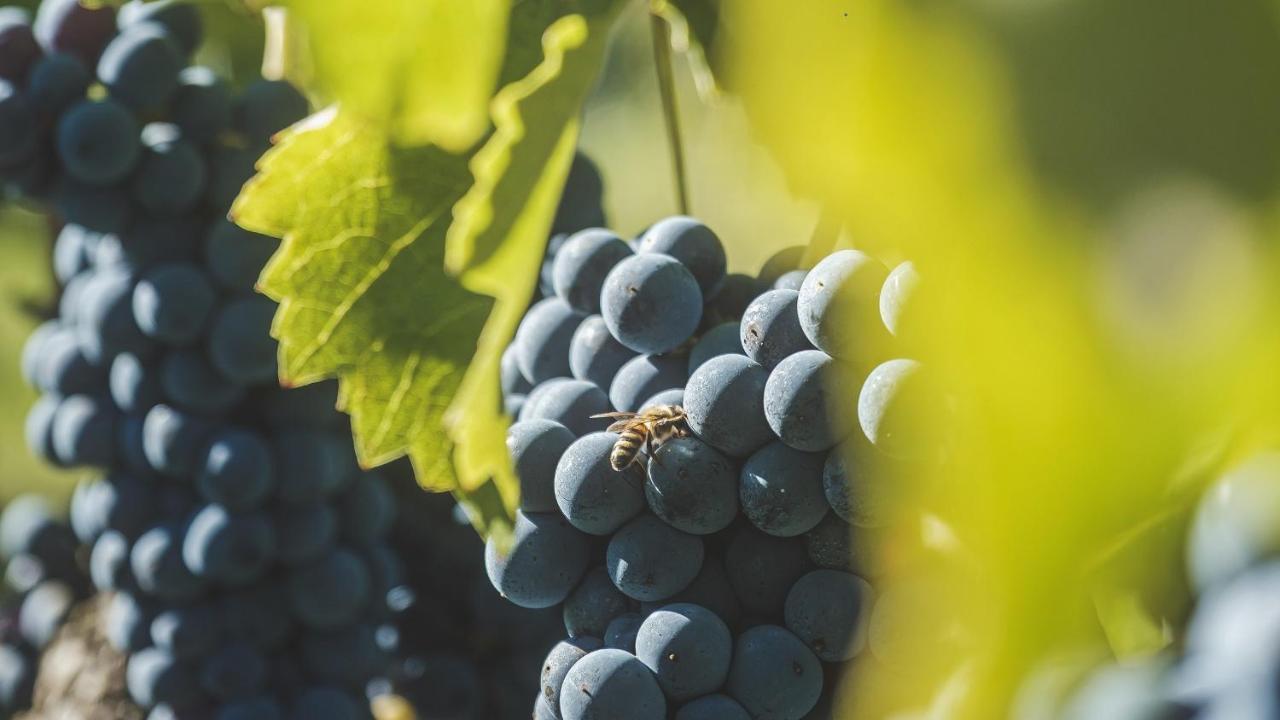 Agriturismo Bellofatto Torella dei Lombardi Εξωτερικό φωτογραφία